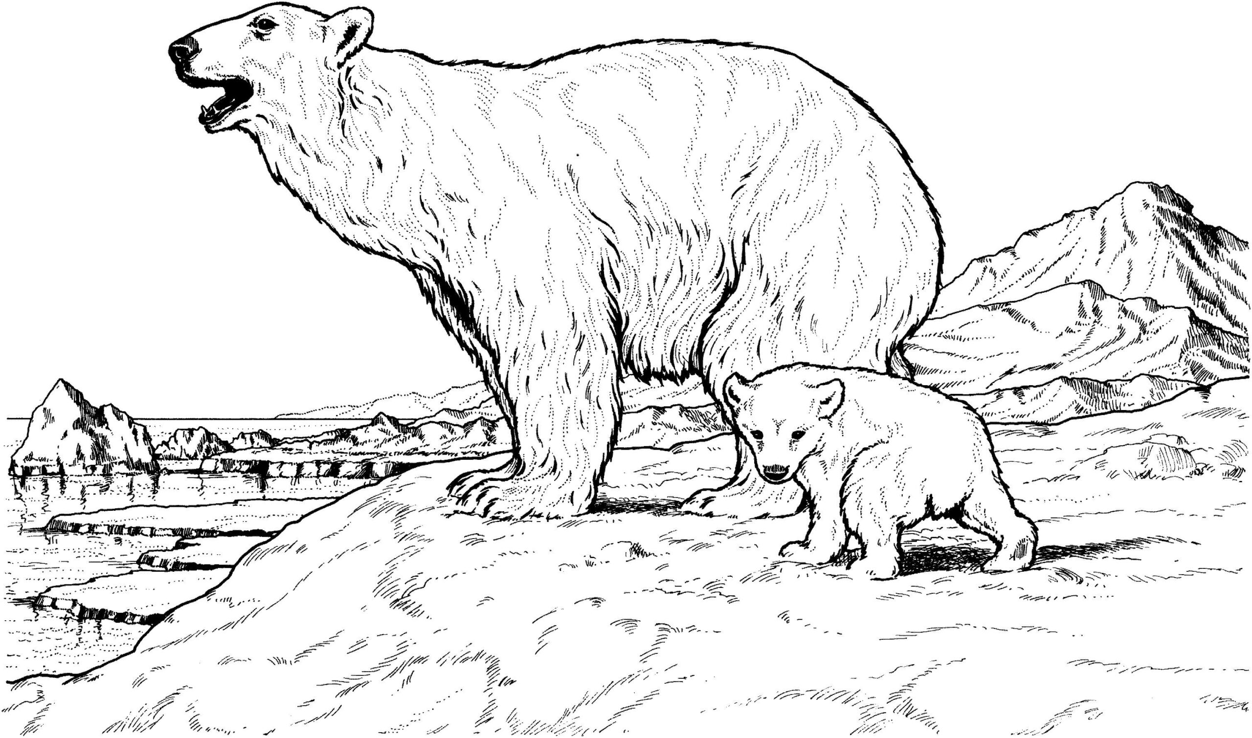 Dibujos de Madre e Hijo Oso Polar para colorear