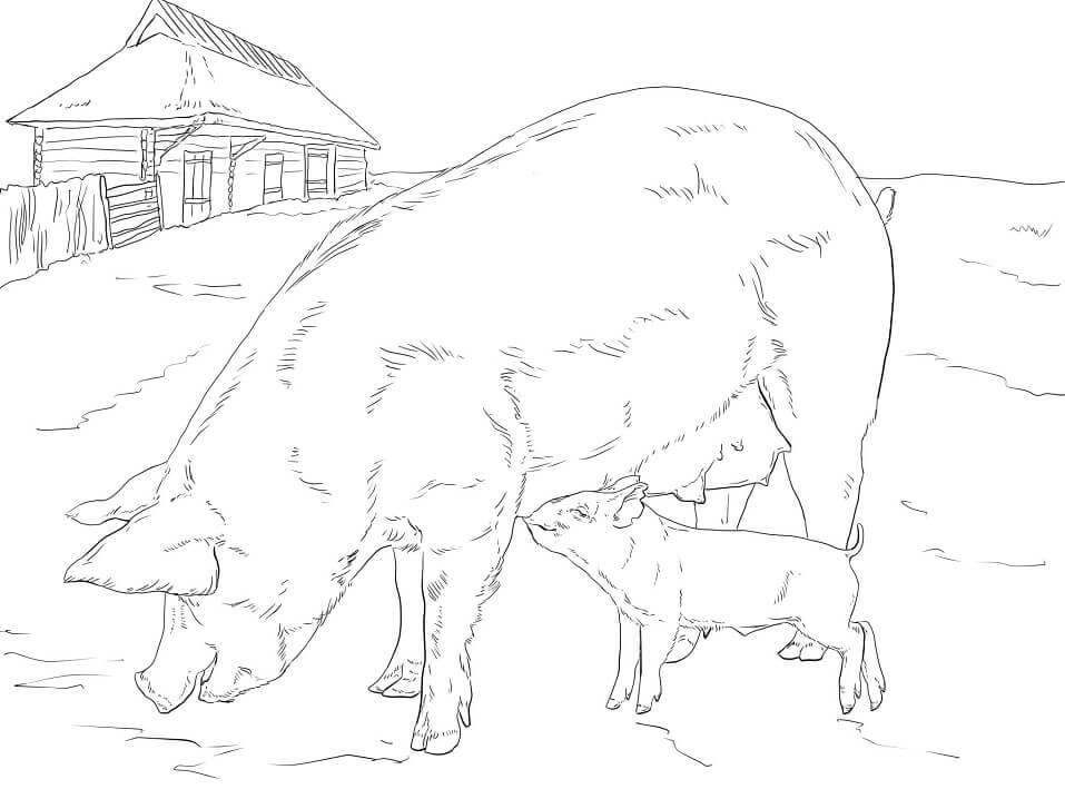 Dibujos de Madre y Bebé Cerdo para colorear