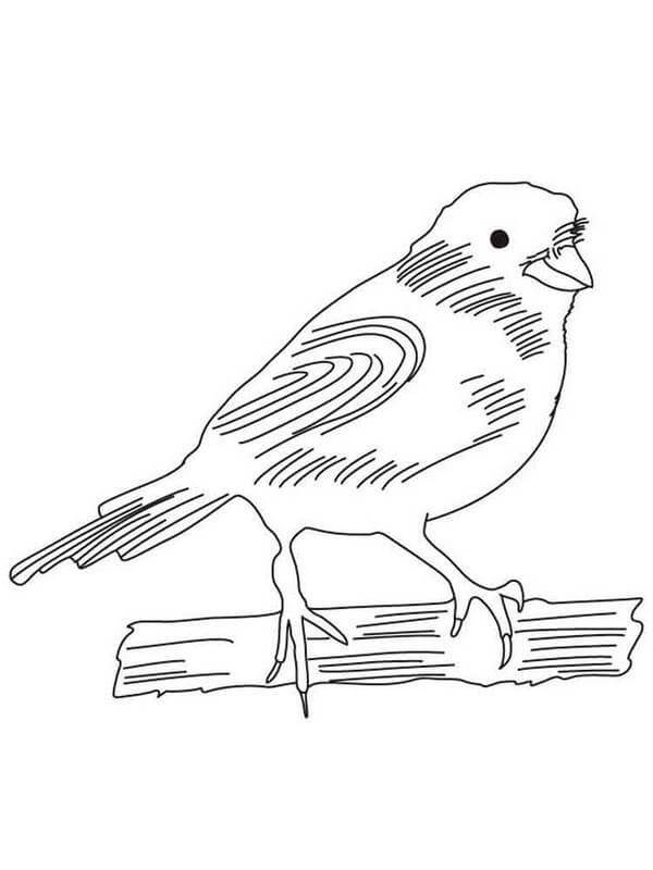 Dibujos de Mano Dibujar Pájaro Canario para colorear