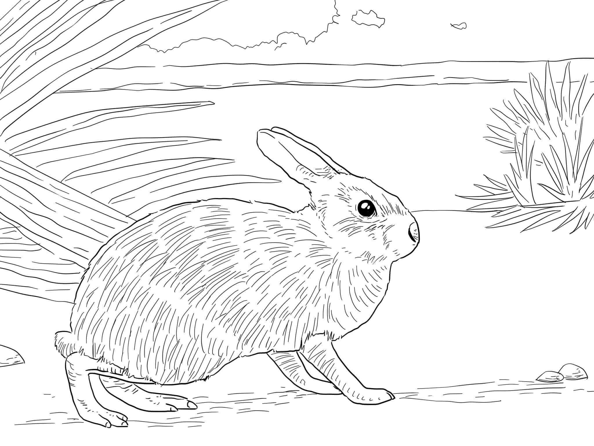 Dibujos de Marsh Conejo para colorear