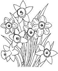 Dibujos de Narciso Flor de Primavera para colorear