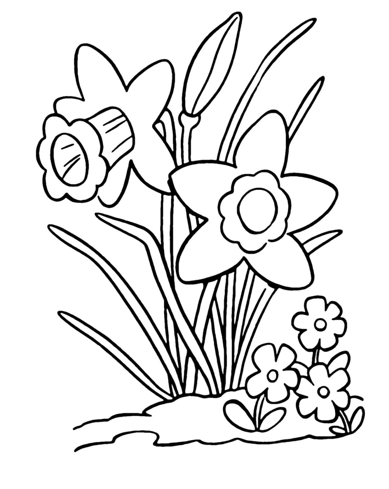 Dibujos de Narciso Simple para colorear