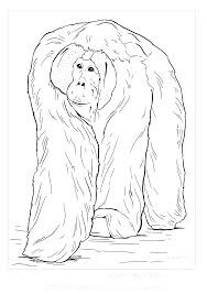 Dibujos de Orangután Caminando para colorear