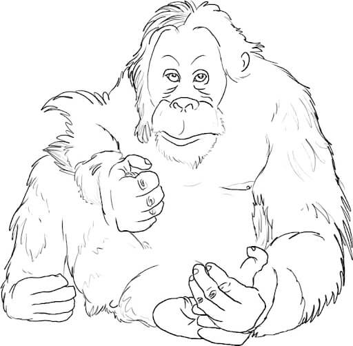Dibujos de Orangután Hormal para colorear