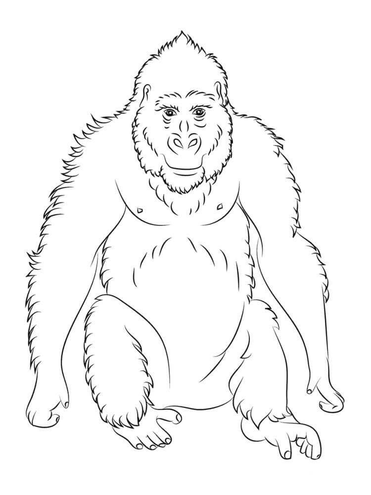 Dibujos de Orangután Sentado para colorear