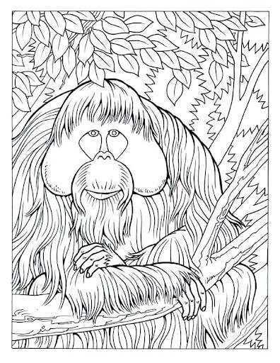 Dibujos de Orangután Viejo para colorear