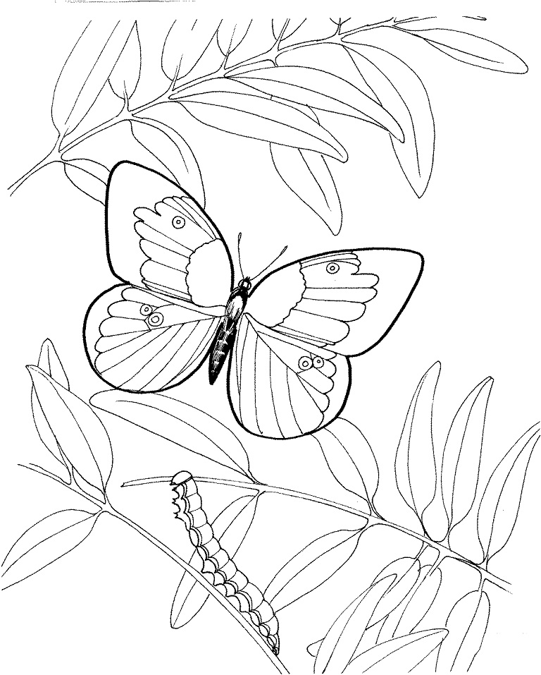 Oruga y Mariposa para colorir