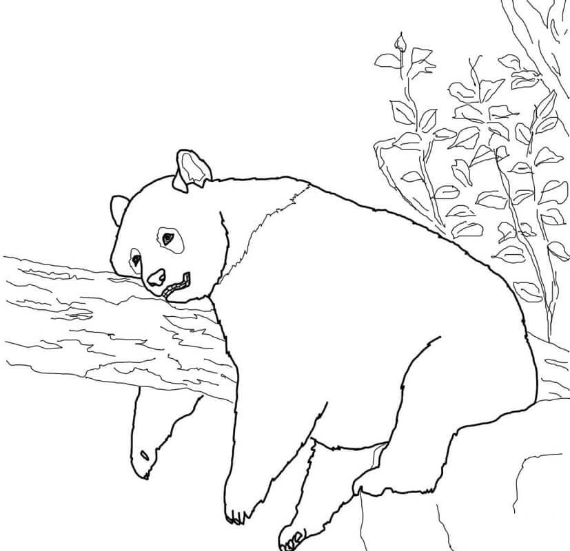 Dibujos de Panda Acostado en Árbol para colorear