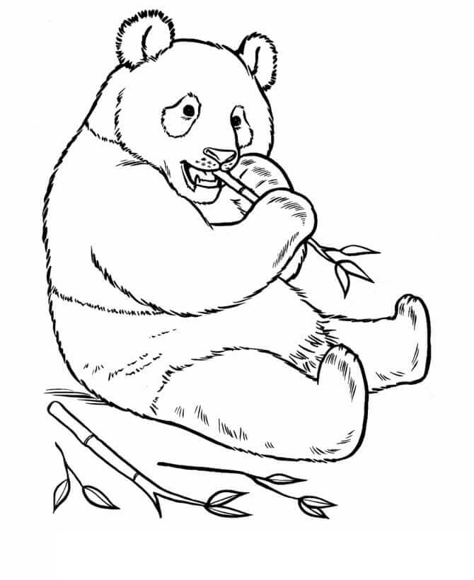 Dibujos de Panda Básico Comiendo Bambú para colorear
