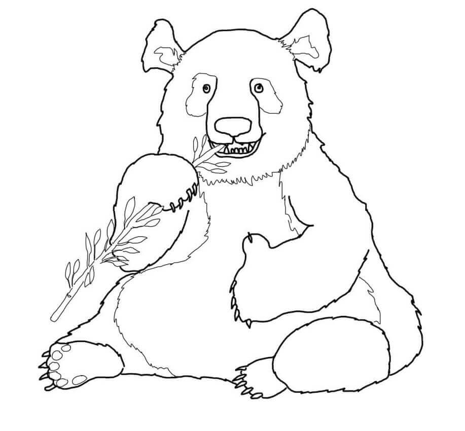 Dibujos de Panda Grande Comiendo Bambú para colorear