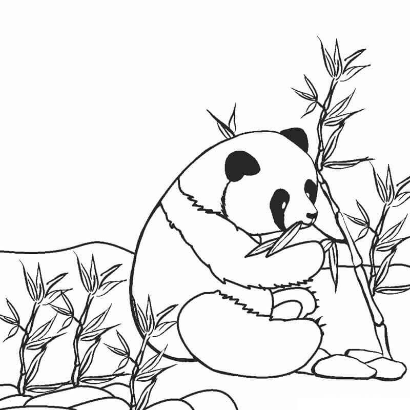 Dibujos de Panda Lindo Comiendo Bambú para colorear