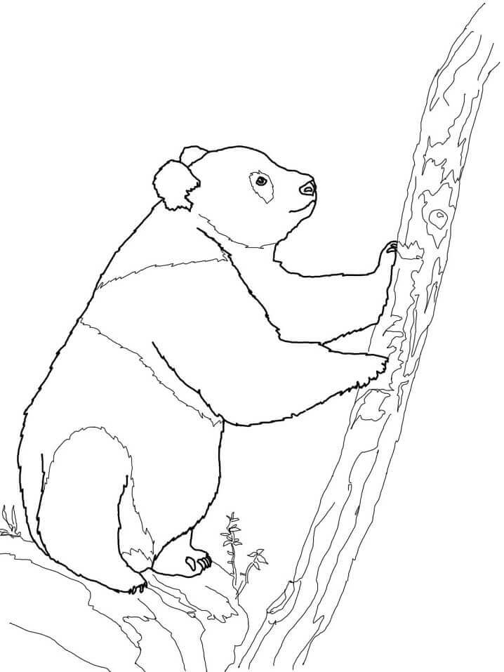 Dibujos de Panda Trepando rama Árbol para colorear