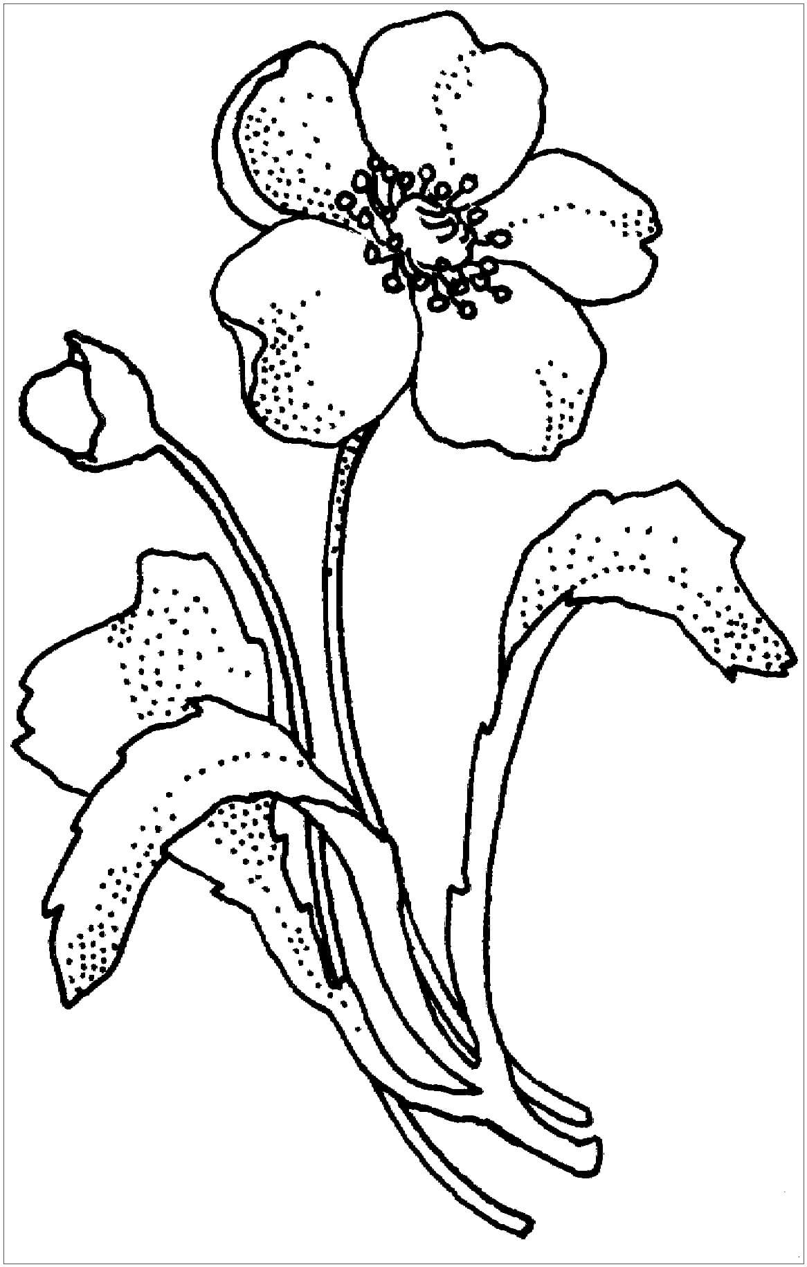 Papaveraceae Amapola Flor para colorir