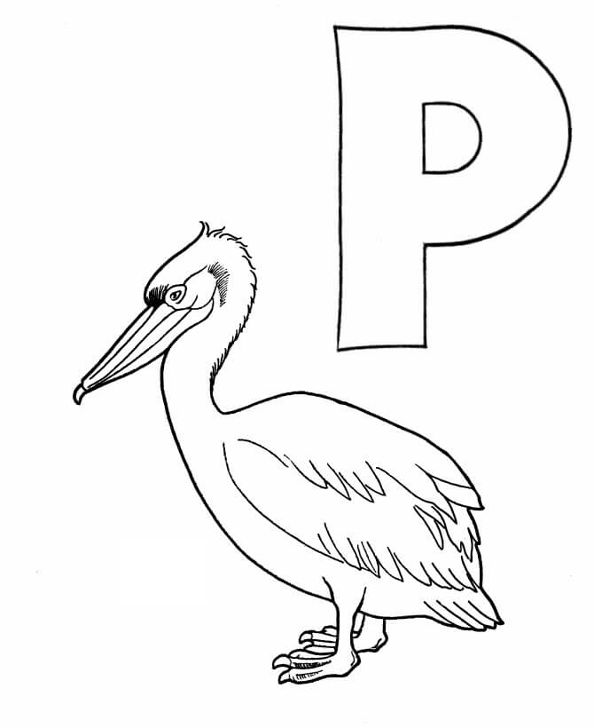 Pelican y Letra P para colorir