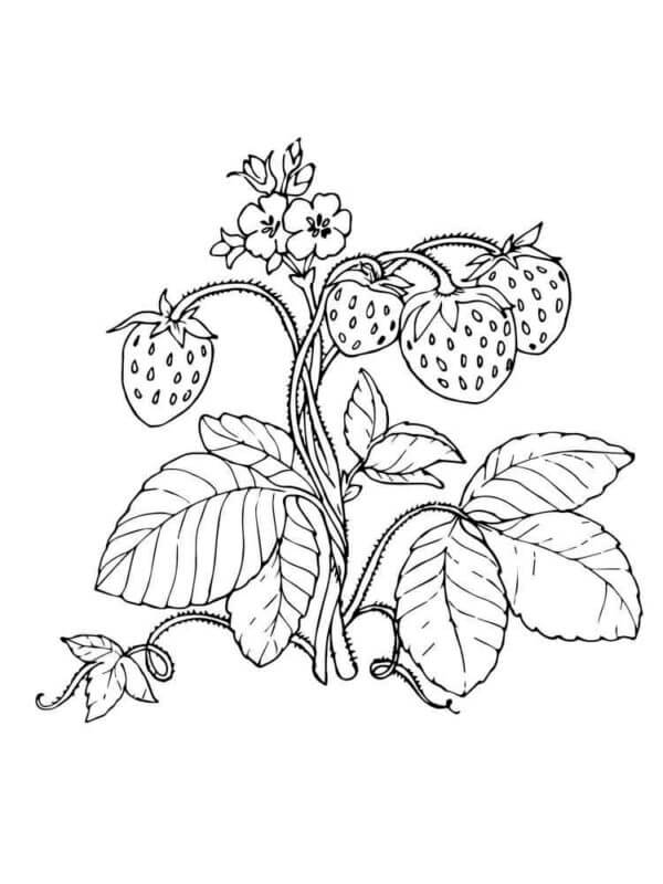 Dibujos de Pequeño Arbusto Sembrado De Fresas para colorear