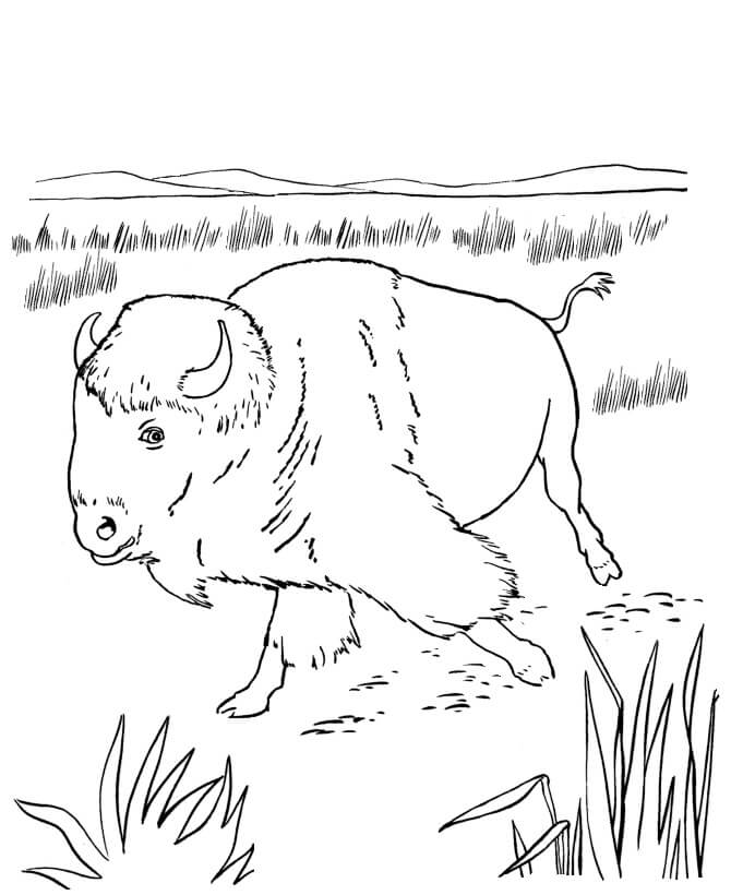 Dibujos de Pequeño Búfalo Caminando para colorear