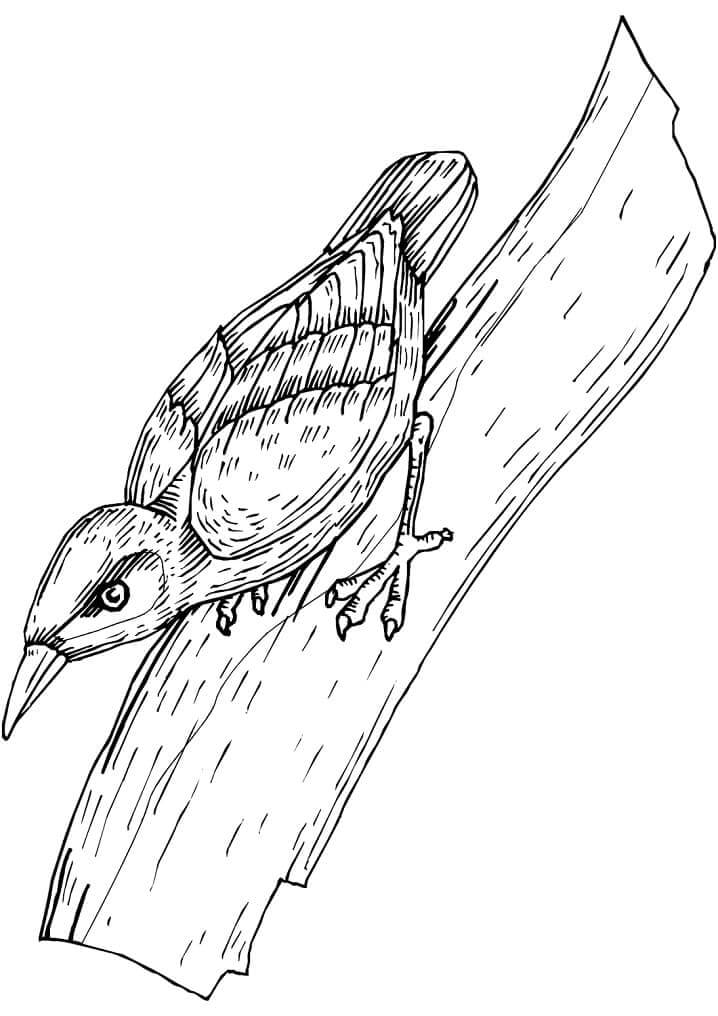 Dibujos de Pequeño Pájaro Carpintero para colorear