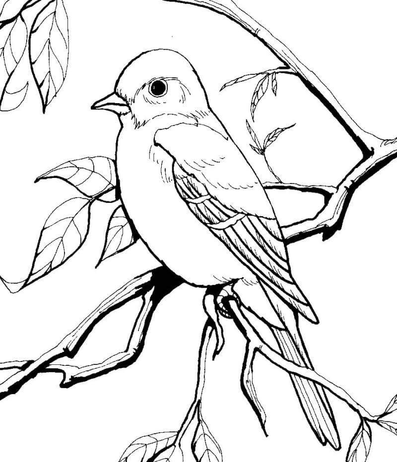 Dibujos de Pequeño Pájaro Jay para colorear