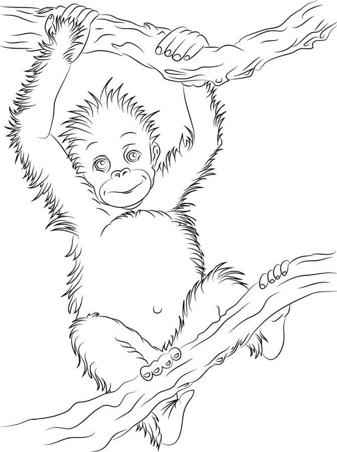 Dibujos de Pequeño árbol de rama Trepadora de Orangután para colorear