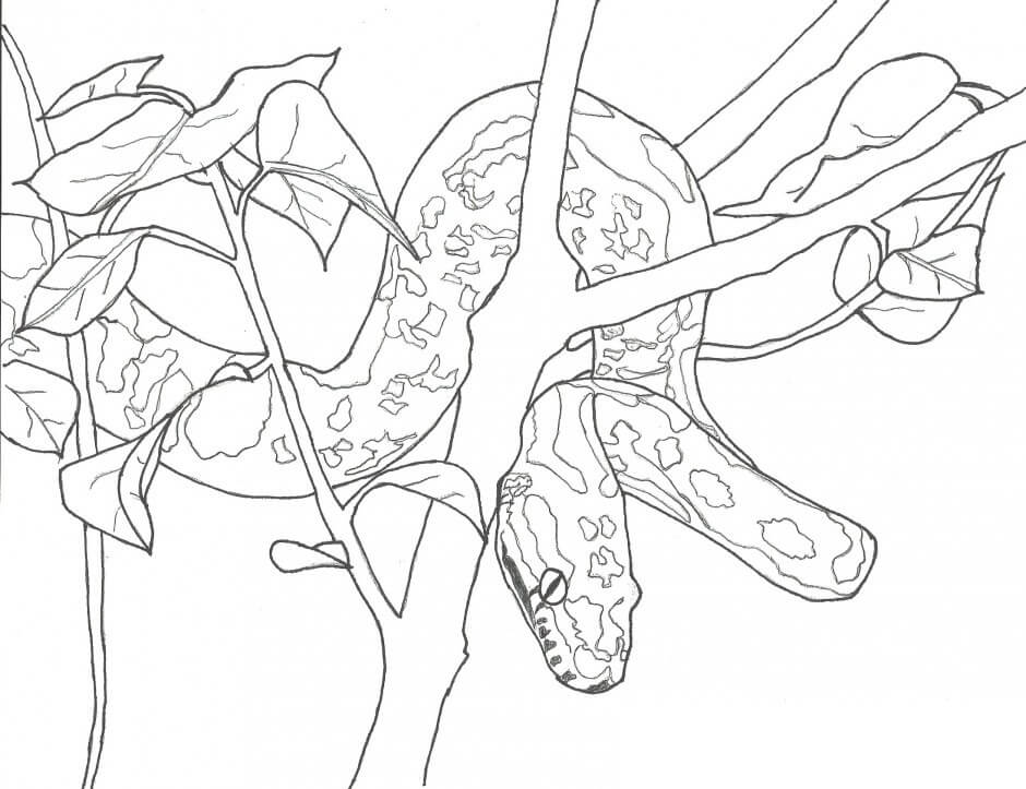 Dibujos de Pitón en rama Árbol para colorear