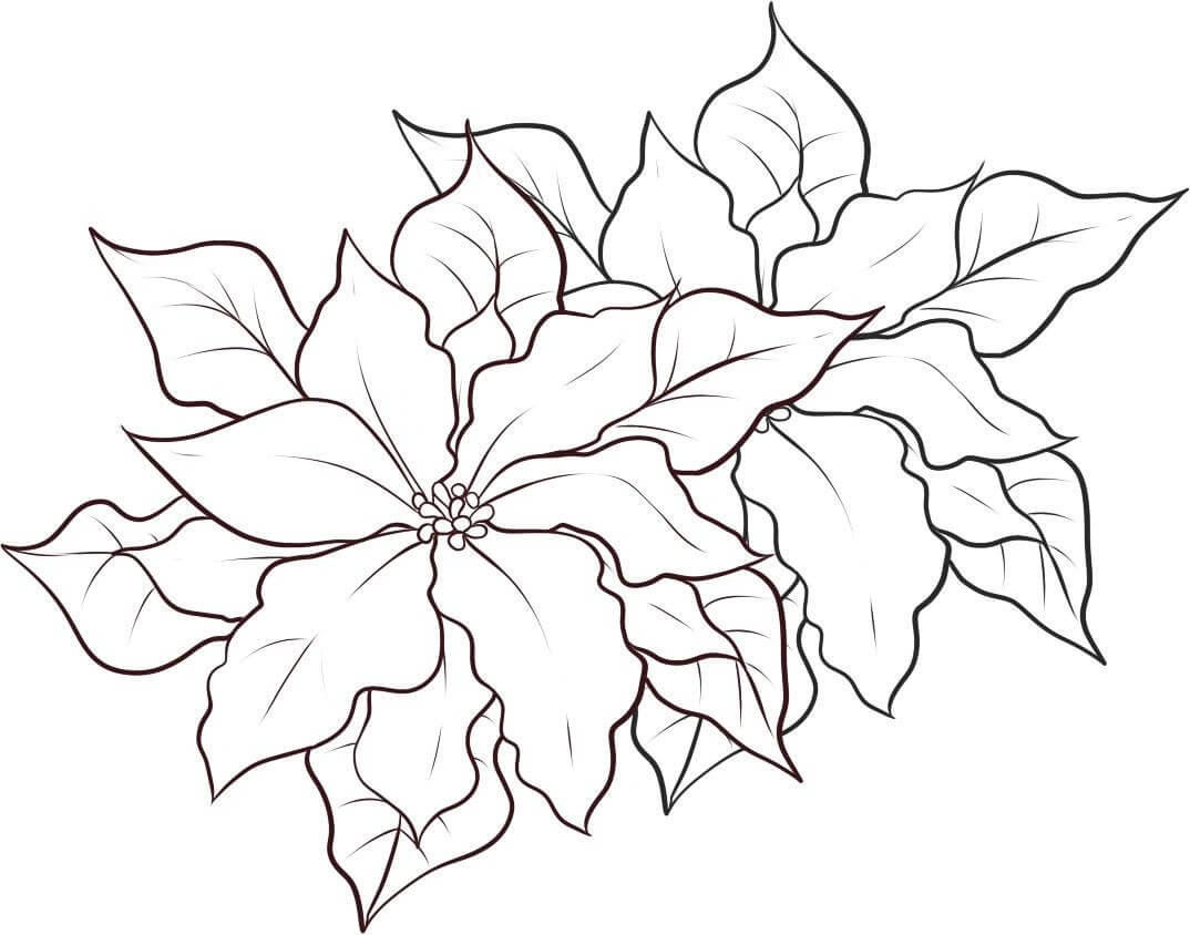 Dibujos de Poinsettia Imprimible para colorear