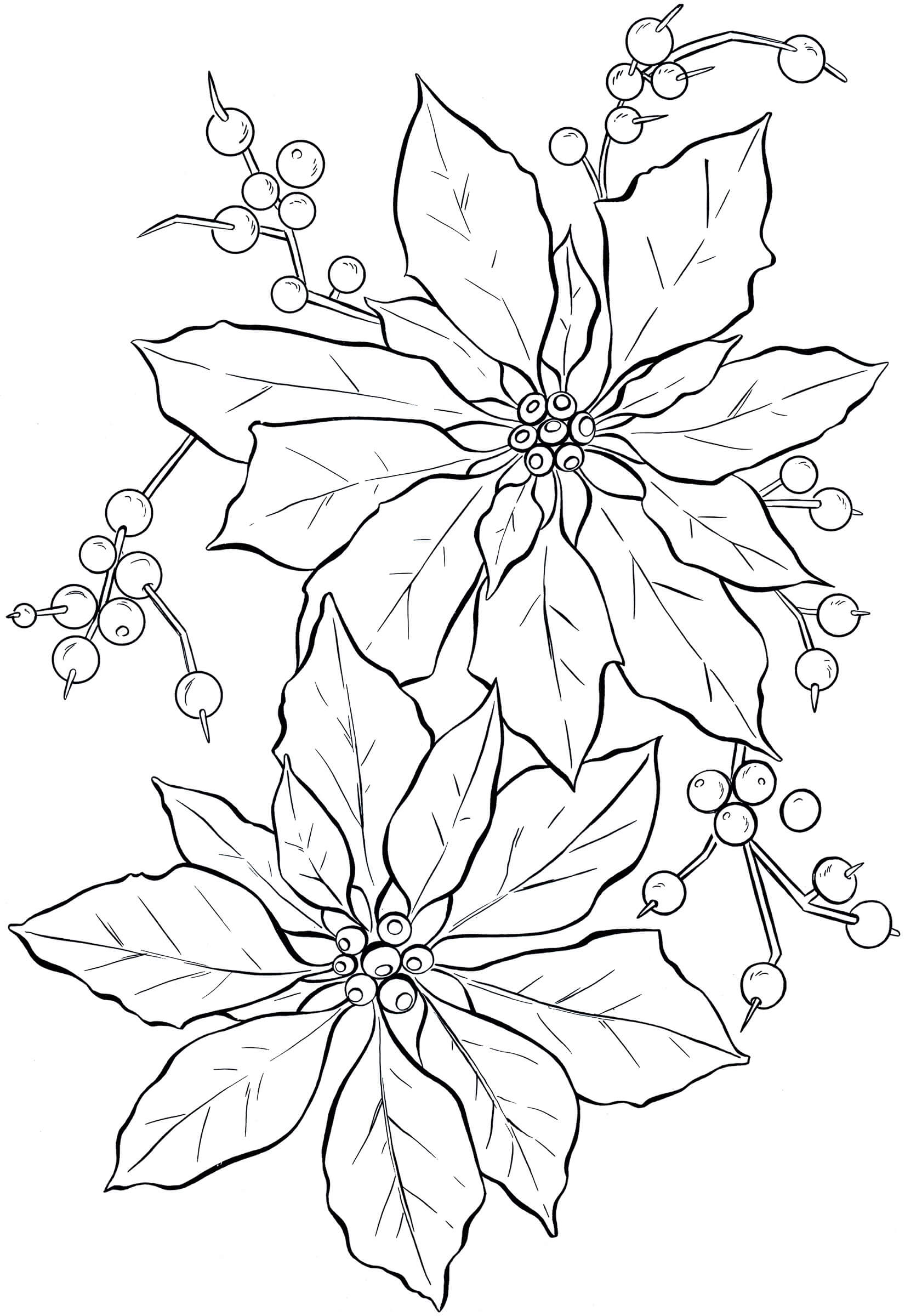 Dibujos de Poinsettia Simple para colorear
