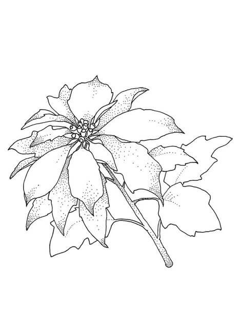 Dibujos de Poinsettia de Navidad para colorear