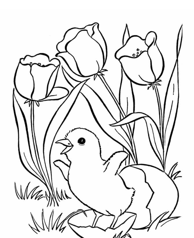 Dibujos de Pollito de Pascua y Rosa para colorear