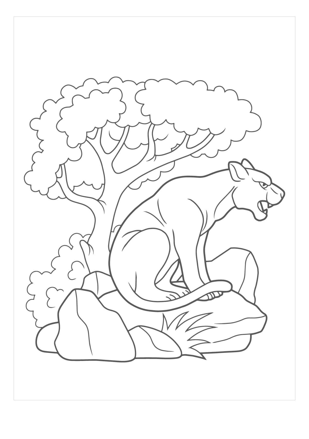 Dibujos de Puma Sentado en Roca para colorear