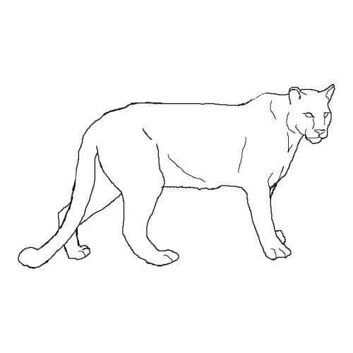 Dibujos de Puma Simple para colorear