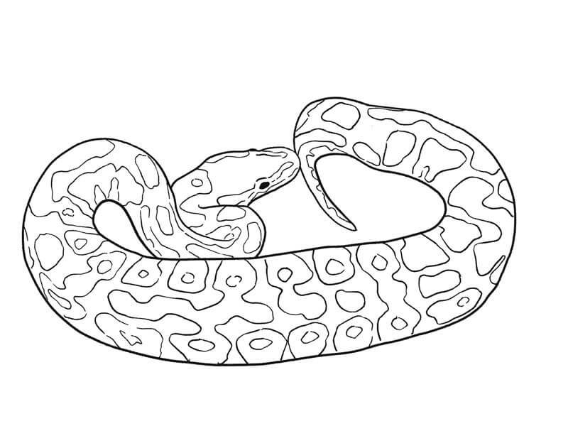 Dibujos de Python Imprimible para colorear
