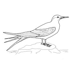 Dibujos de Pájaro Canario 1 para colorear