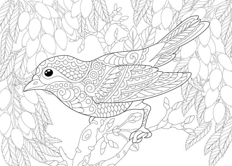 Dibujos de Pájaro Canario Adulto para colorear