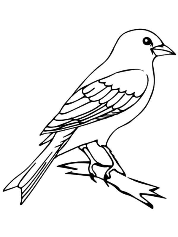 Dibujos de Pájaro Canario Perfecto para colorear