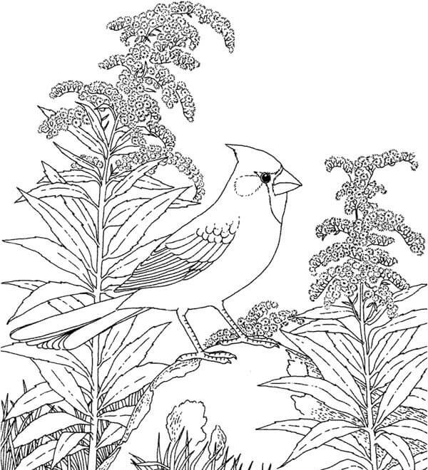 Dibujos de Pájaro Cardenal Norteño para colorear