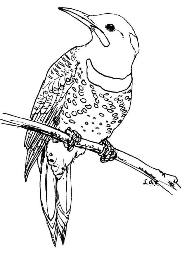 Dibujos de Pájaro Carpintero Parpadeante del Norte para colorear