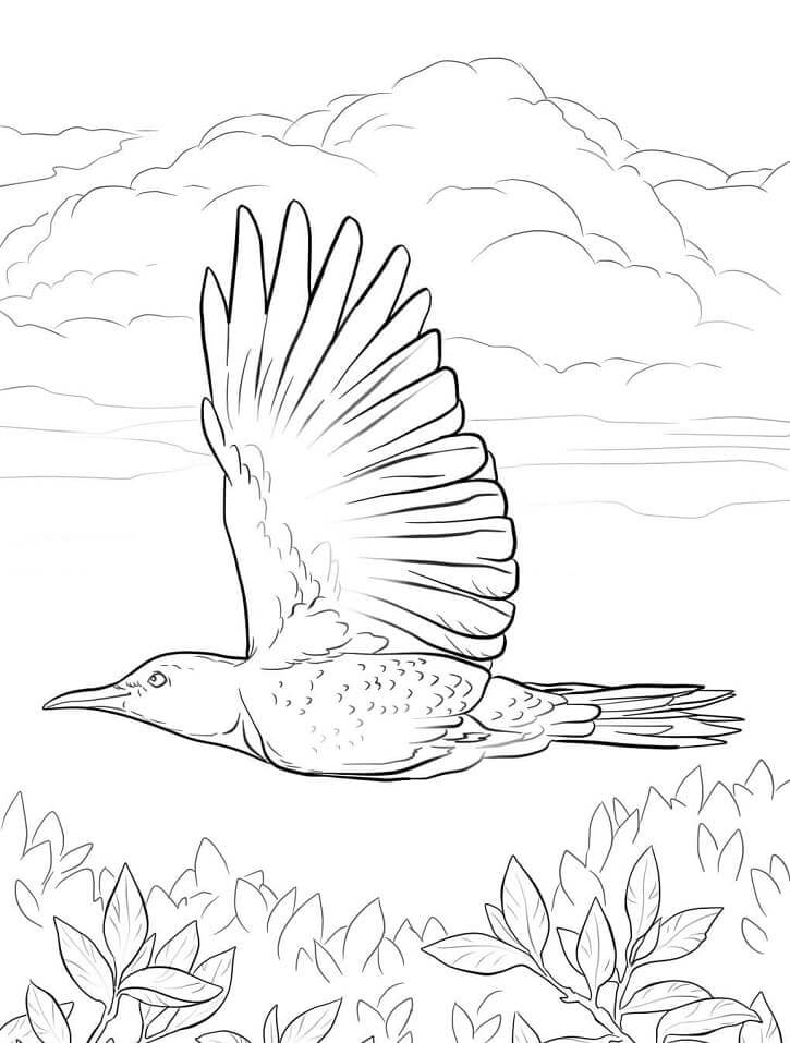 Dibujos de Pájaro Carpintero Volando para colorear