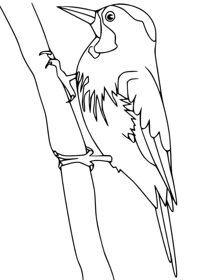 Dibujos de Pájaro Carpintero de Arizona para colorear