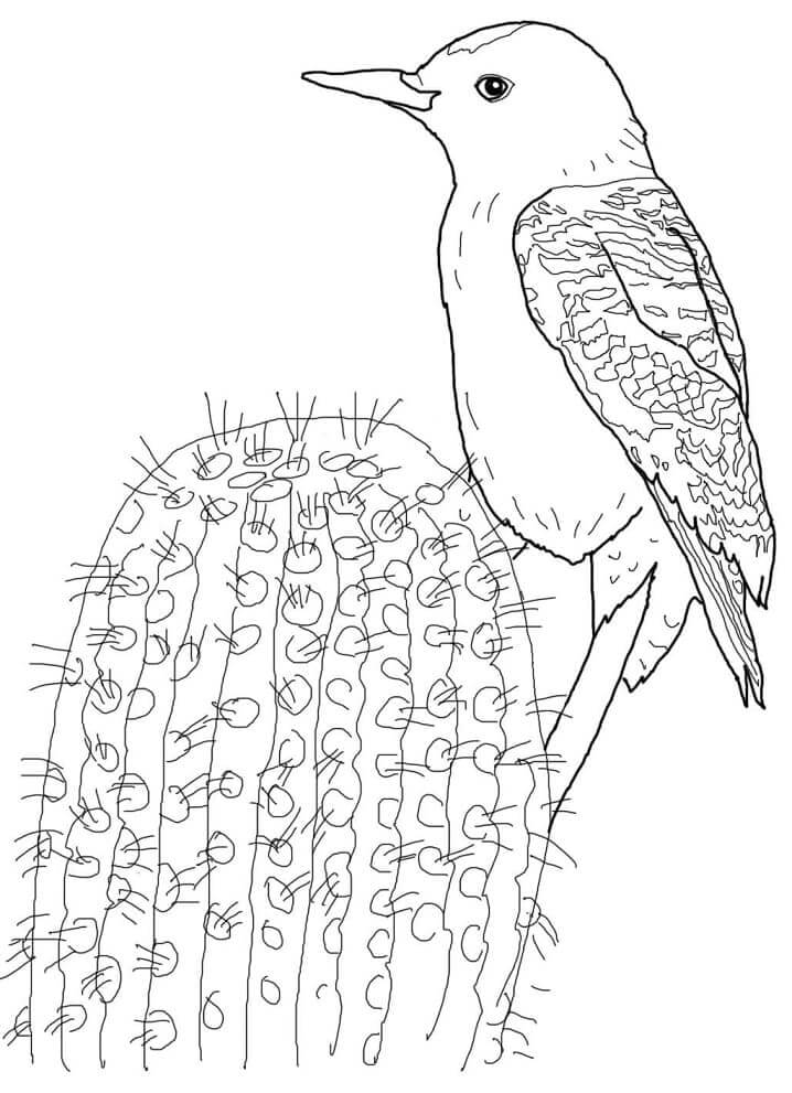 Dibujos de Pájaro Carpintero de Gila para colorear