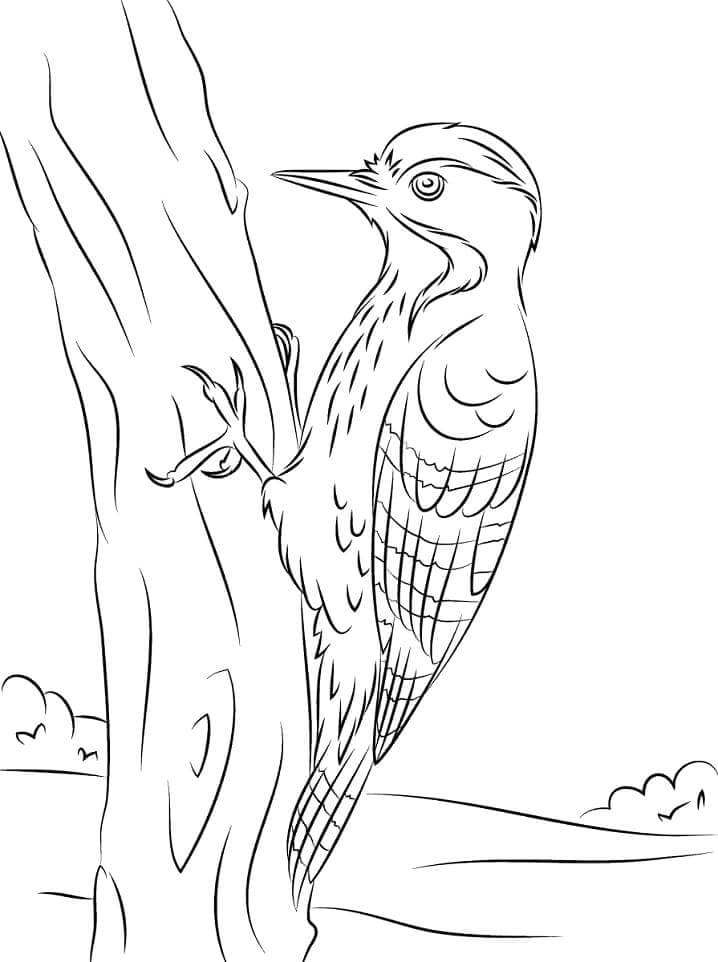 Dibujos de Pájaro Carpintero de Pecho Fulvous para colorear