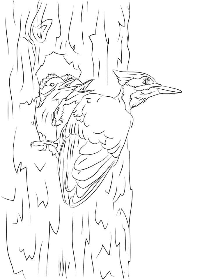 Pájaro Carpintero de Pileated para colorir