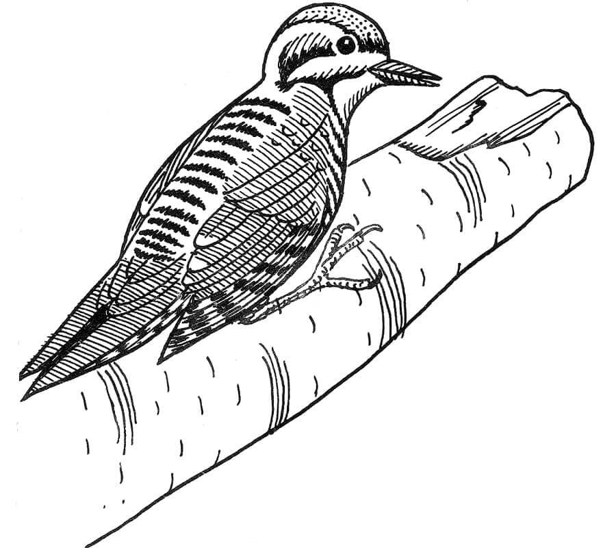 Dibujos de Pájaro Carpintero de Tres Dedos para colorear