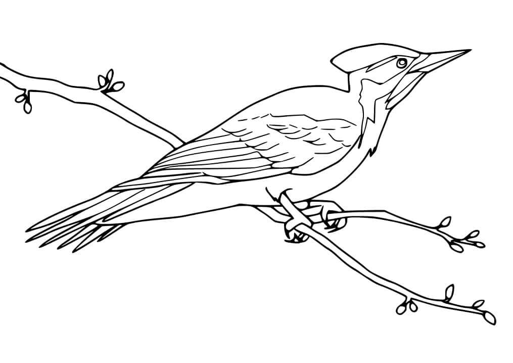 Pájaro Carpintero en una Rama para colorir