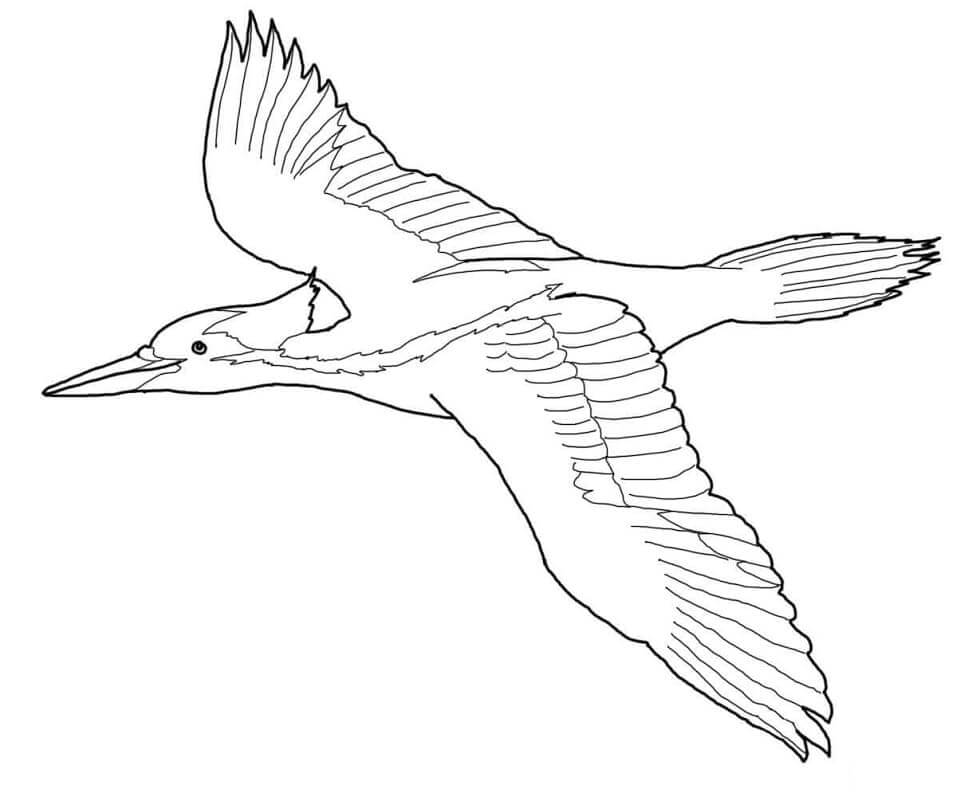 Dibujos de Pájaro Carpintero pico Marfil Volando para colorear