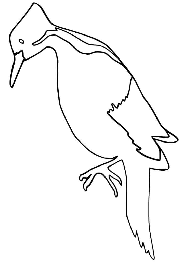 Pájaro Carpintero para colorir