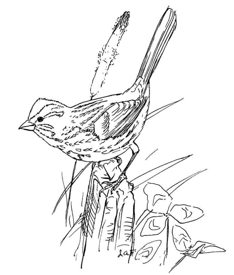 Pájaro Gorrión para colorir