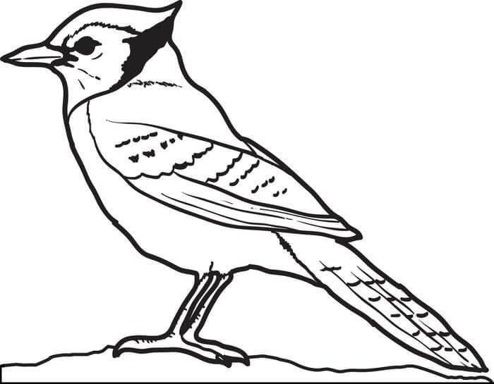 Dibujos de Pájaro Jay Simple para colorear