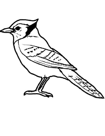 Dibujos de Pájaro Perfecto de Jay para colorear