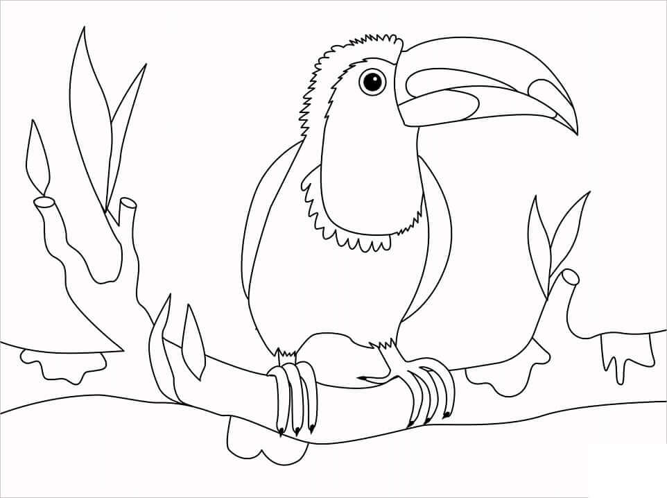 Dibujos de Pájaro Tucán en una Rama para colorear