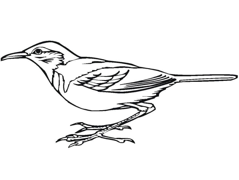 Dibujos de Pájaros Carpinteros Normales para colorear
